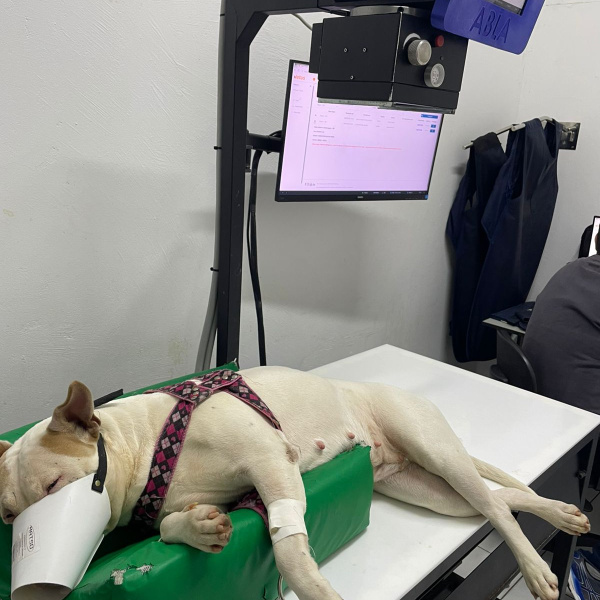 AMIGUINHO DE QUATRO PATAS! 